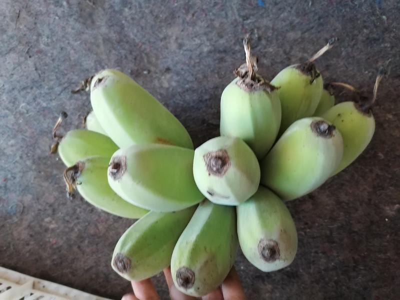 福建漳州苹果蕉非小米蕉甜糯粉嫩批发一件代发一手货源