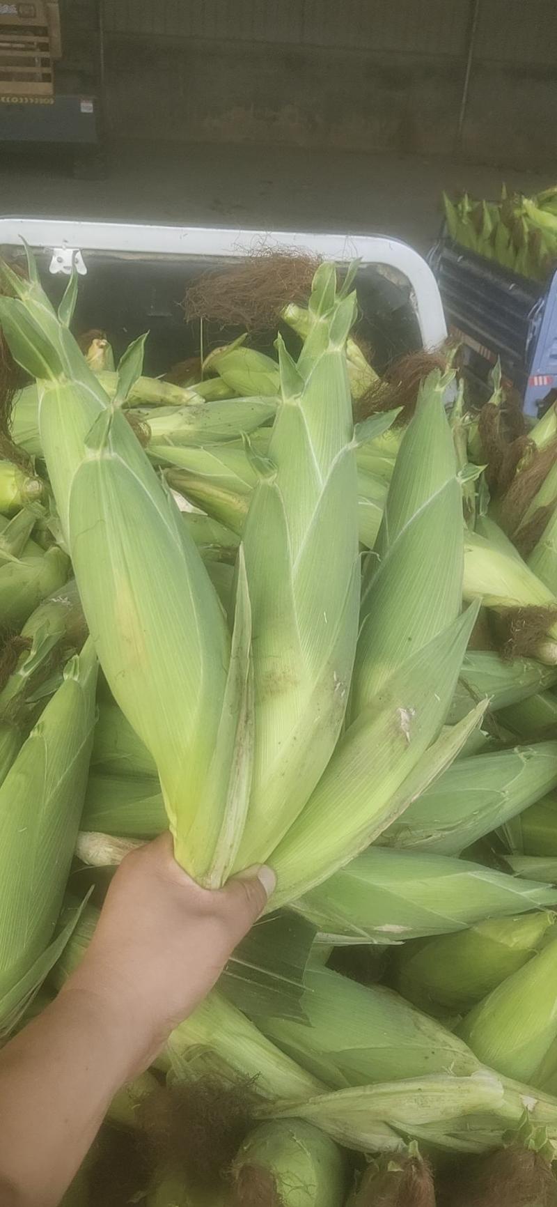 糯玉米大花粒，6月下旬大量上市，一手货源，基地直供保证质