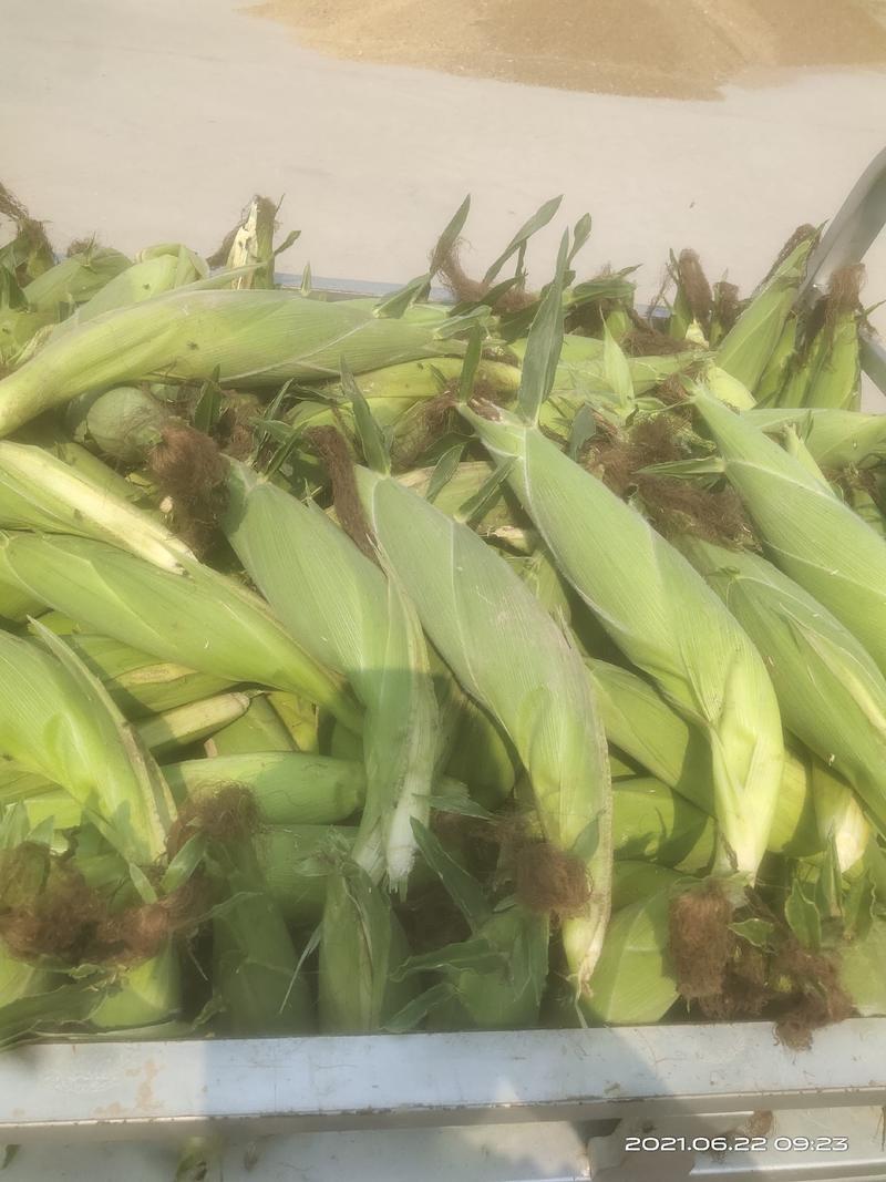 糯玉米大花粒，6月下旬大量上市，一手货源，基地直供保证质