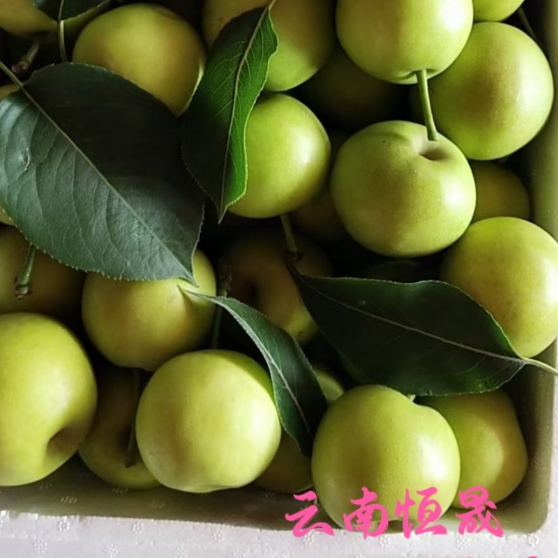蜂糖梨。丁香梨。云南蜜梨。