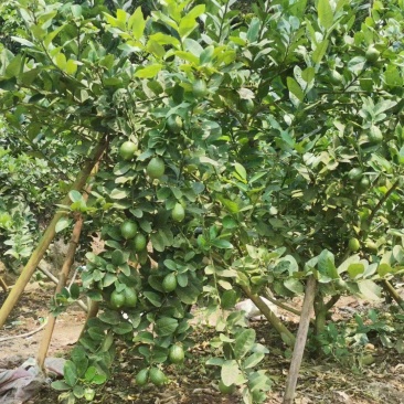 大量出售香水柠檬
