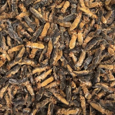 情缘特色食材批发冰冻蝼蛄土狗价格优惠