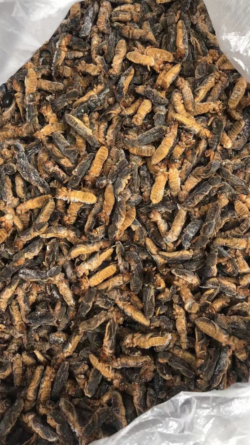 情缘特色食材批发冰冻蝼蛄土狗价格优惠