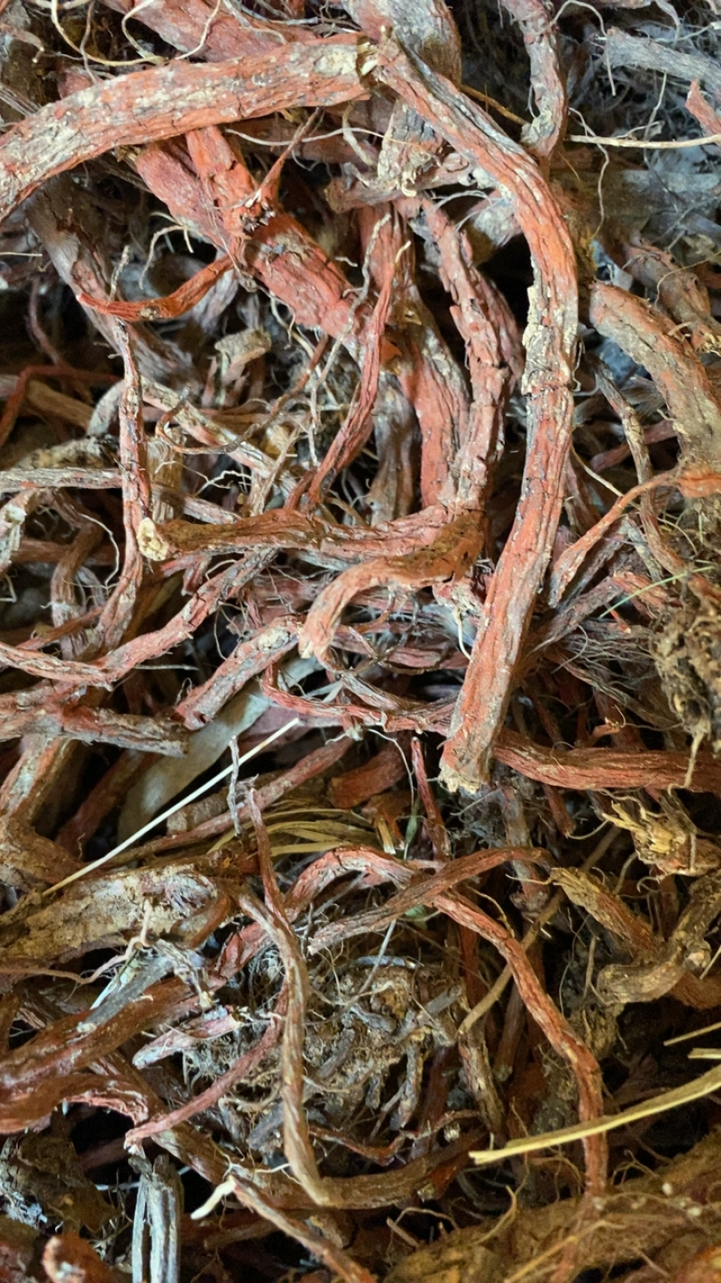 丹参苗载30吨大统货未抽条苗载药厂货20吨