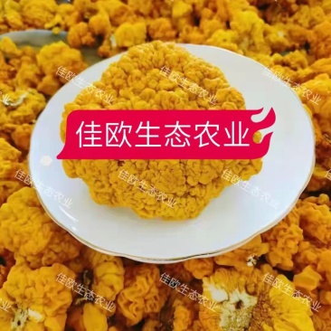 金耳种植，，药食两用包技术，上门回收，当时算清