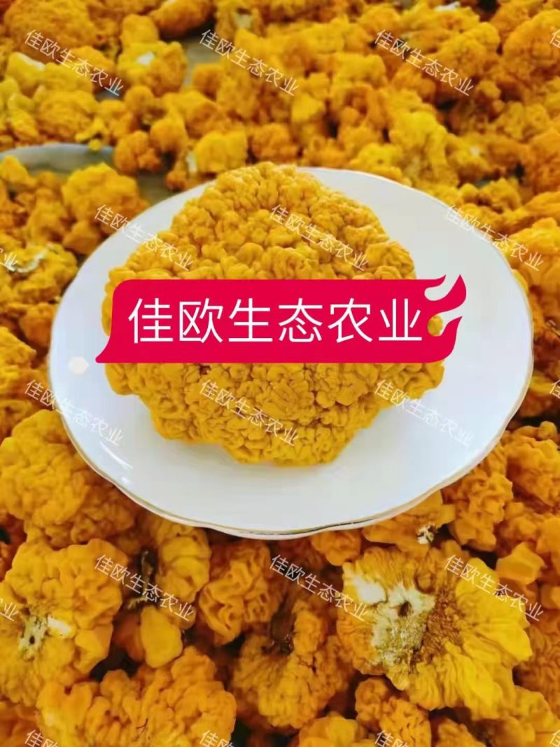 金耳种植，，药食两用包技术，上门回收，当时算清