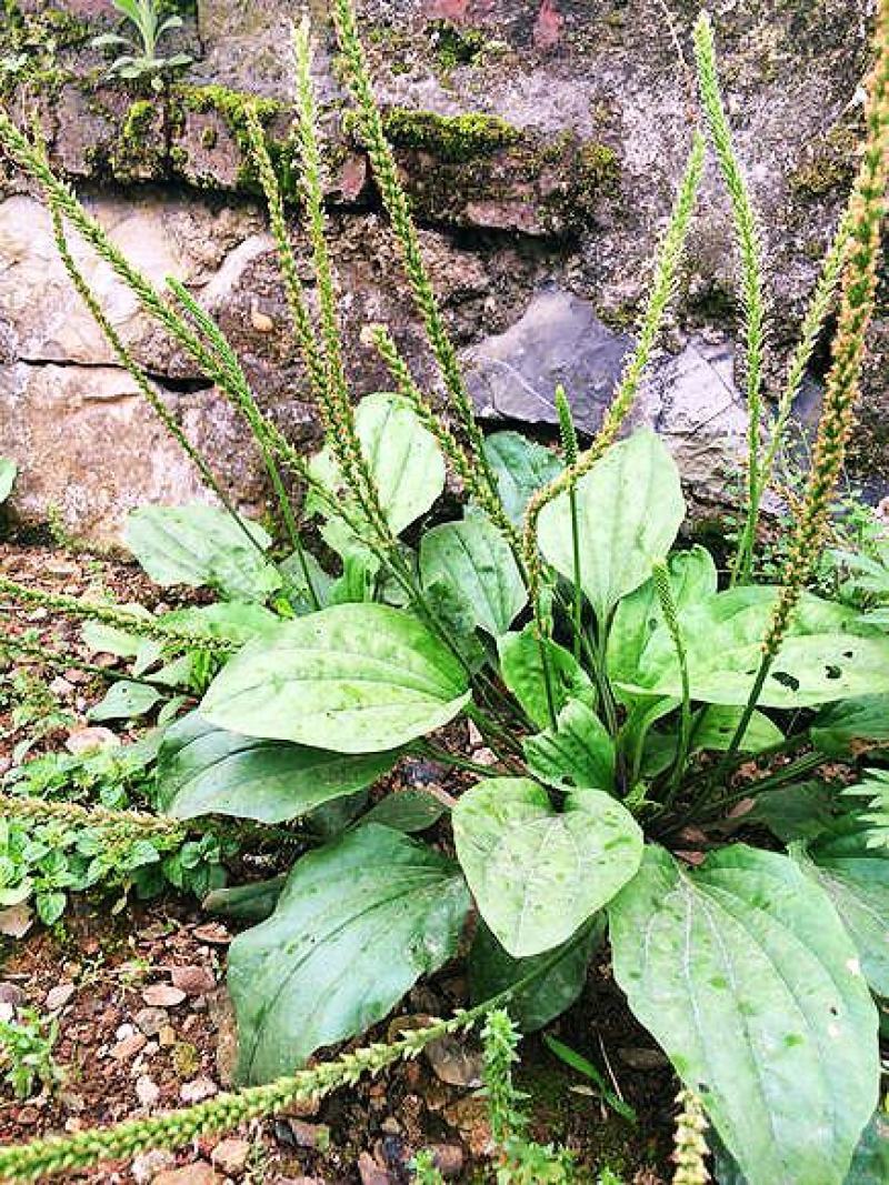 纯野生生鲜车钱草