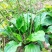 纯野生生鲜车钱草