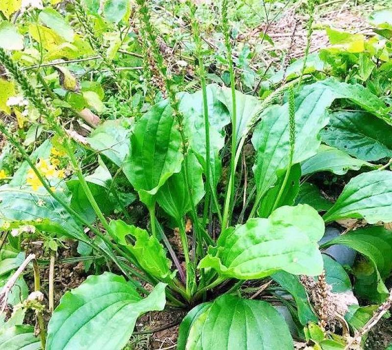 纯野生生鲜车钱草