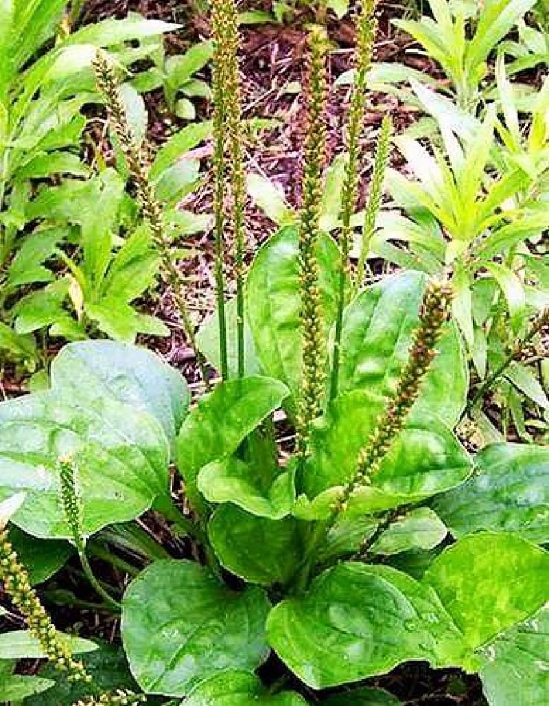 纯野生生鲜车钱草
