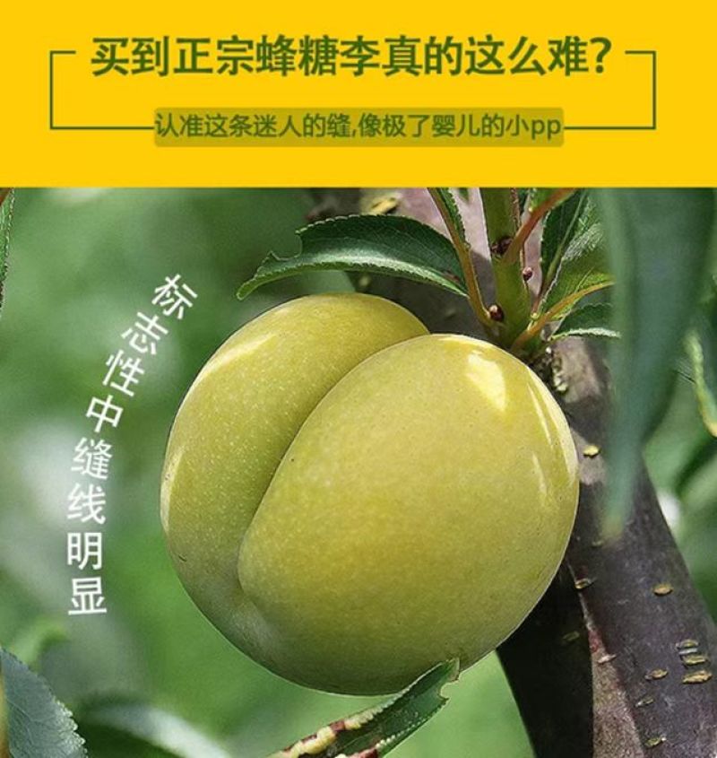 正宗贵州六马蜂糖李