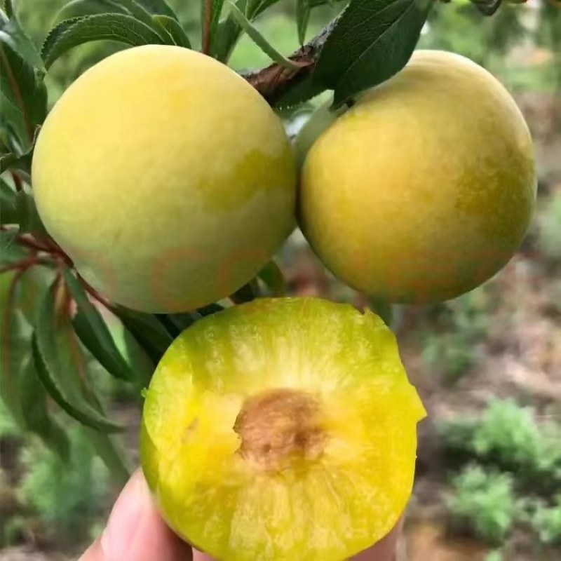 正宗贵州六马蜂糖李
