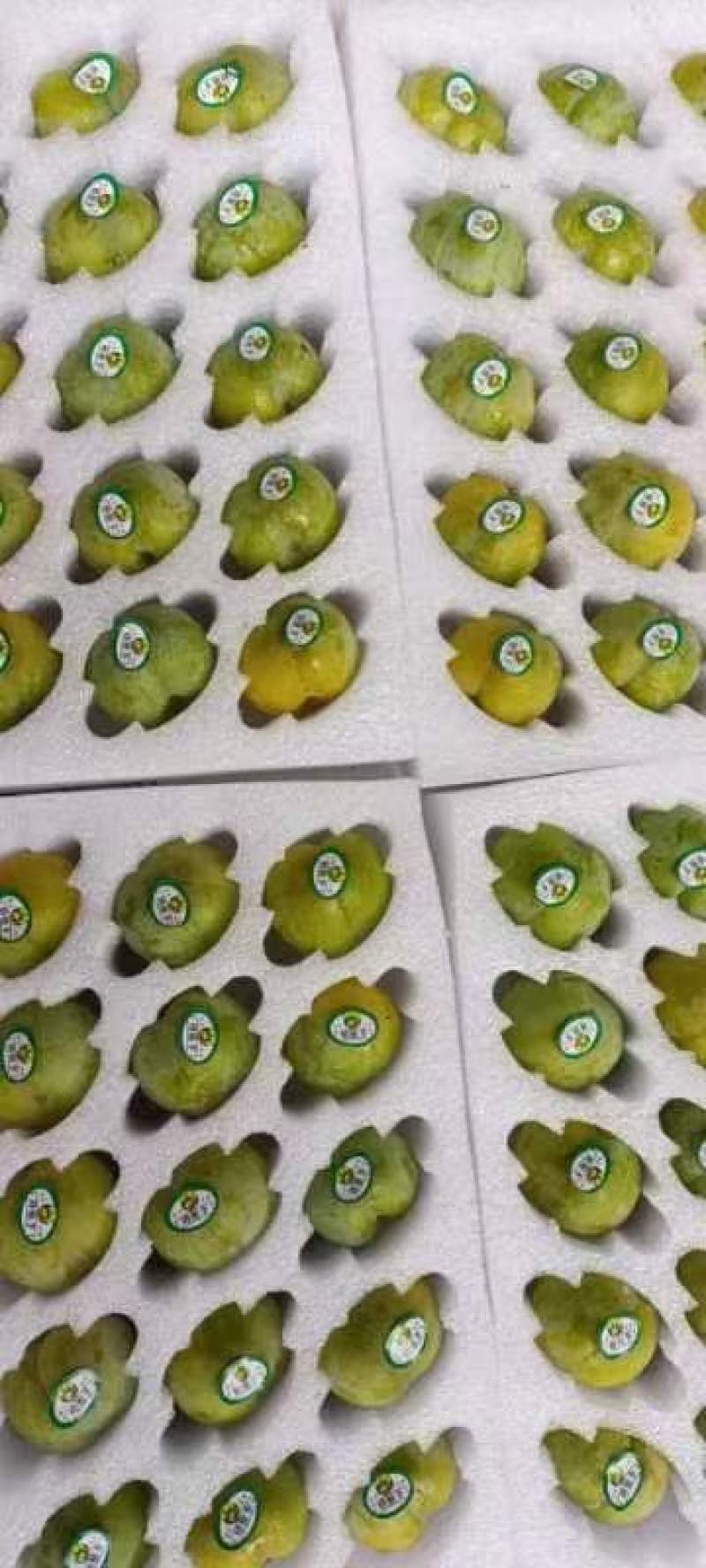 正宗贵州六马蜂糖李