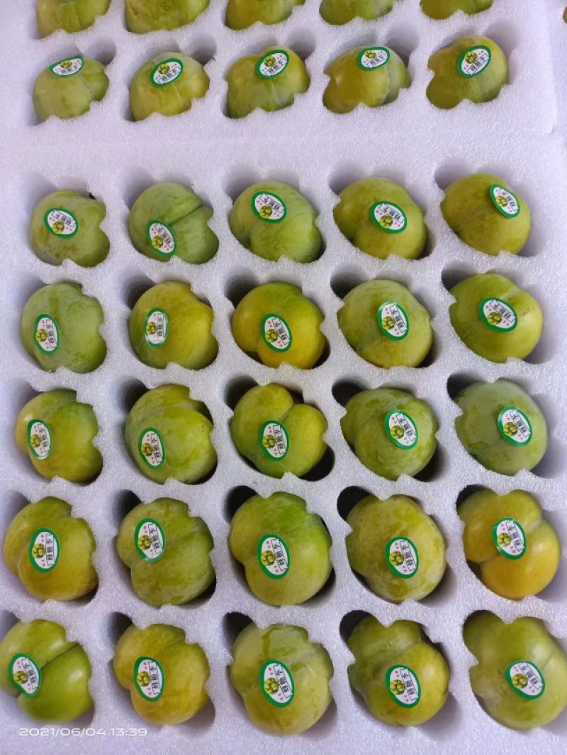 正宗贵州六马蜂糖李