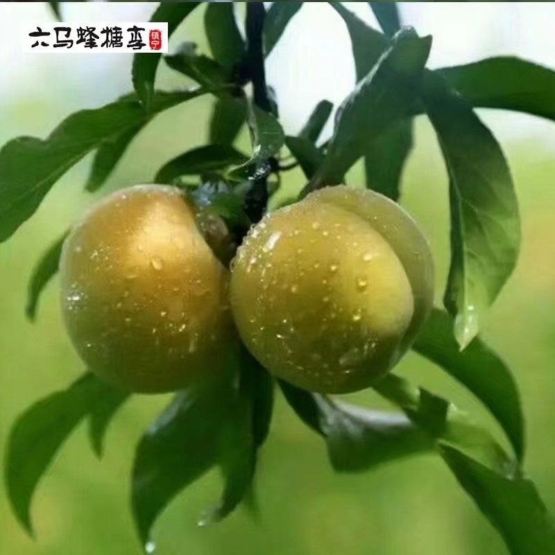 正宗贵州六马蜂糖李