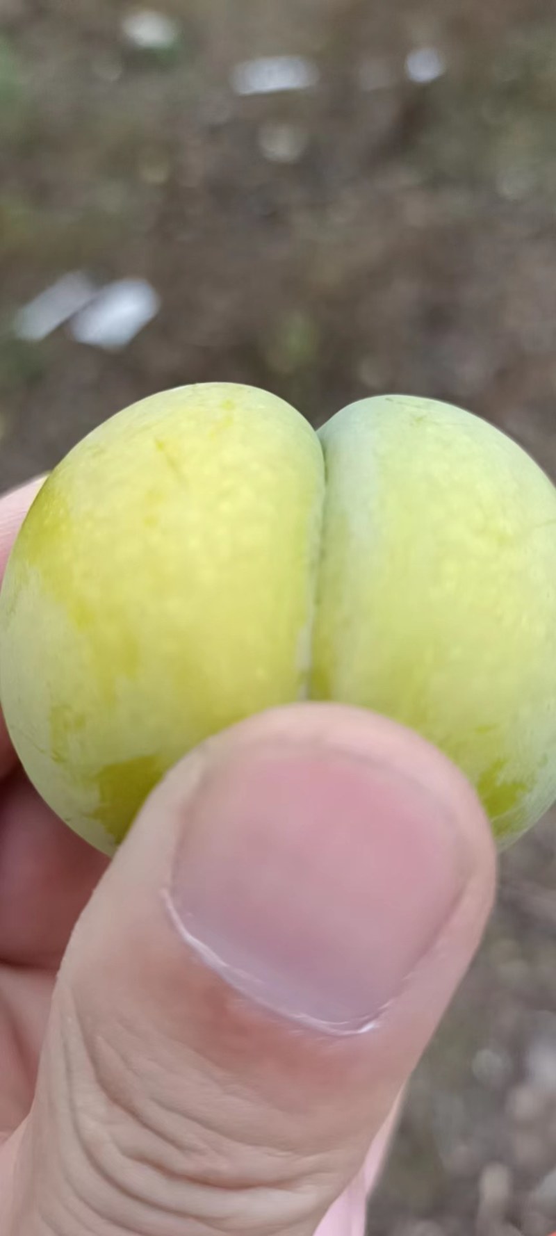 正宗贵州六马蜂糖李