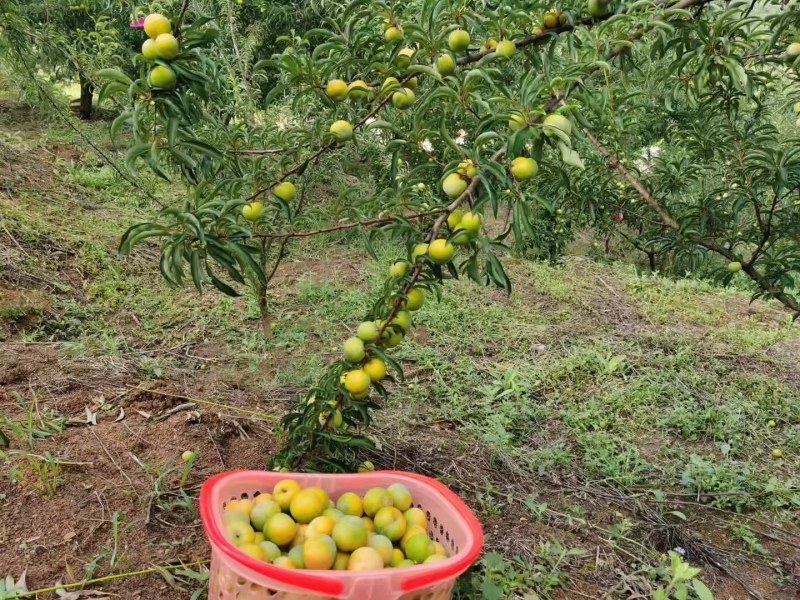 正宗贵州六马蜂糖李