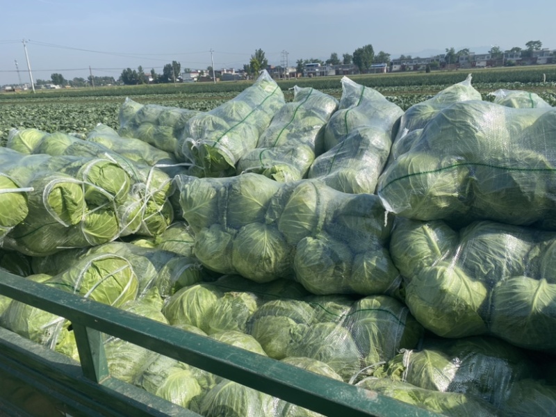 精品甘蓝质量保证甘甜清脆货源充足