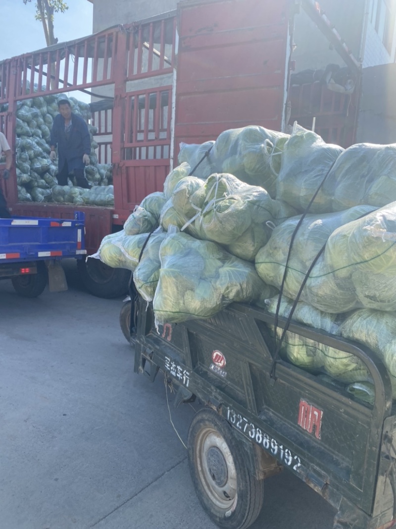 精品甘蓝质量保证甘甜清脆货源充足
