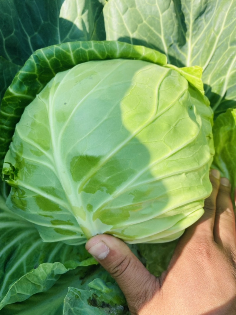 精品甘蓝质量保证甘甜清脆货源充足