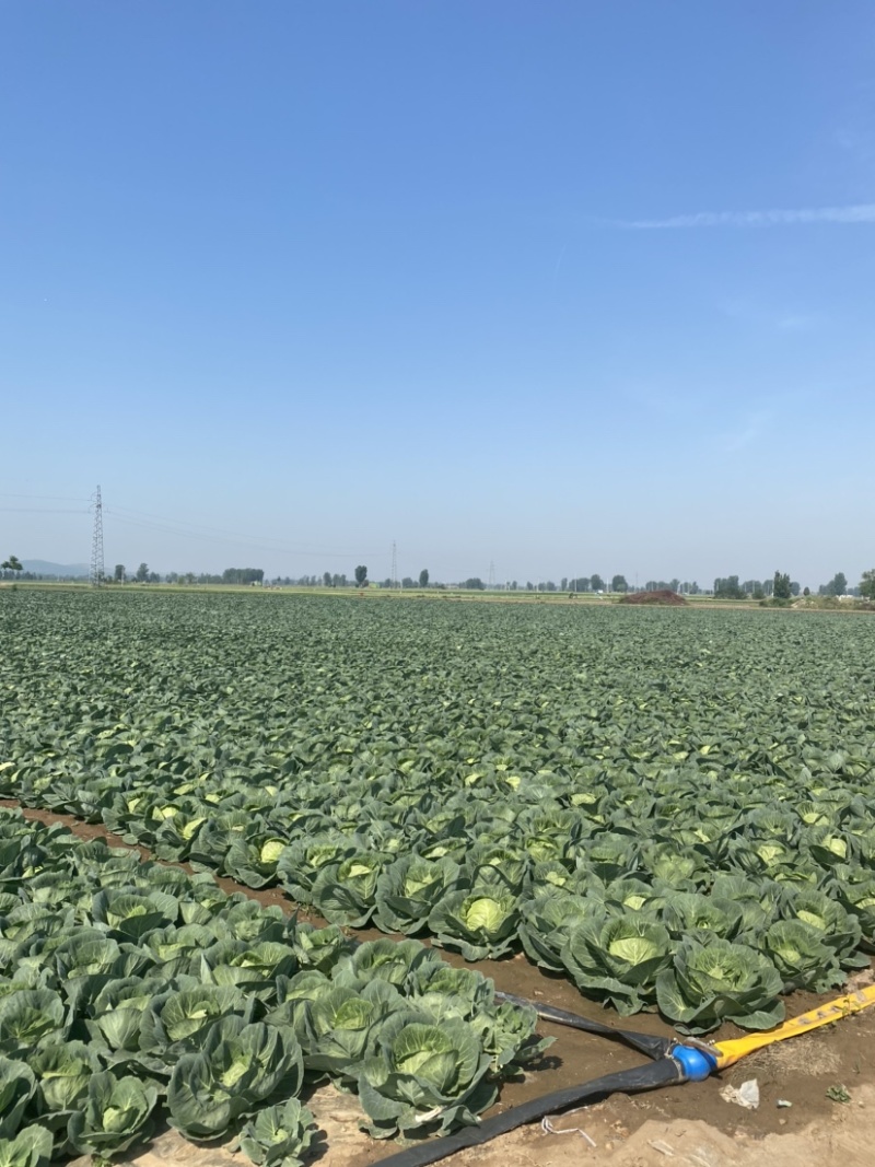 精品甘蓝质量保证甘甜清脆货源充足
