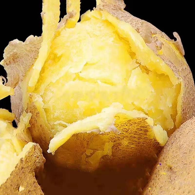 中薯5号精品土豆产地大量供应保质保量无中间商欢迎订购