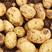 中薯5号精品土豆产地大量供应保质保量无中间商欢迎订购