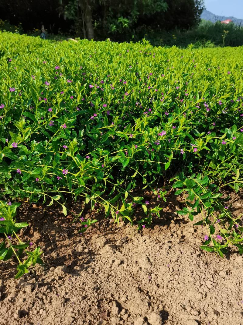 产地直供花境植物满天星多年生草本满天星地苗满天星杯苗批发