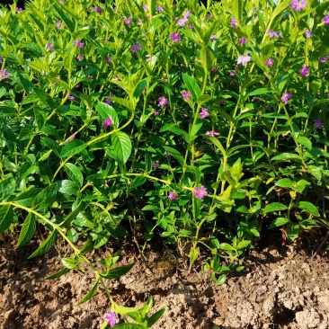 产地直供花境植物满天星多年生草本满天星地苗满天星杯苗批发