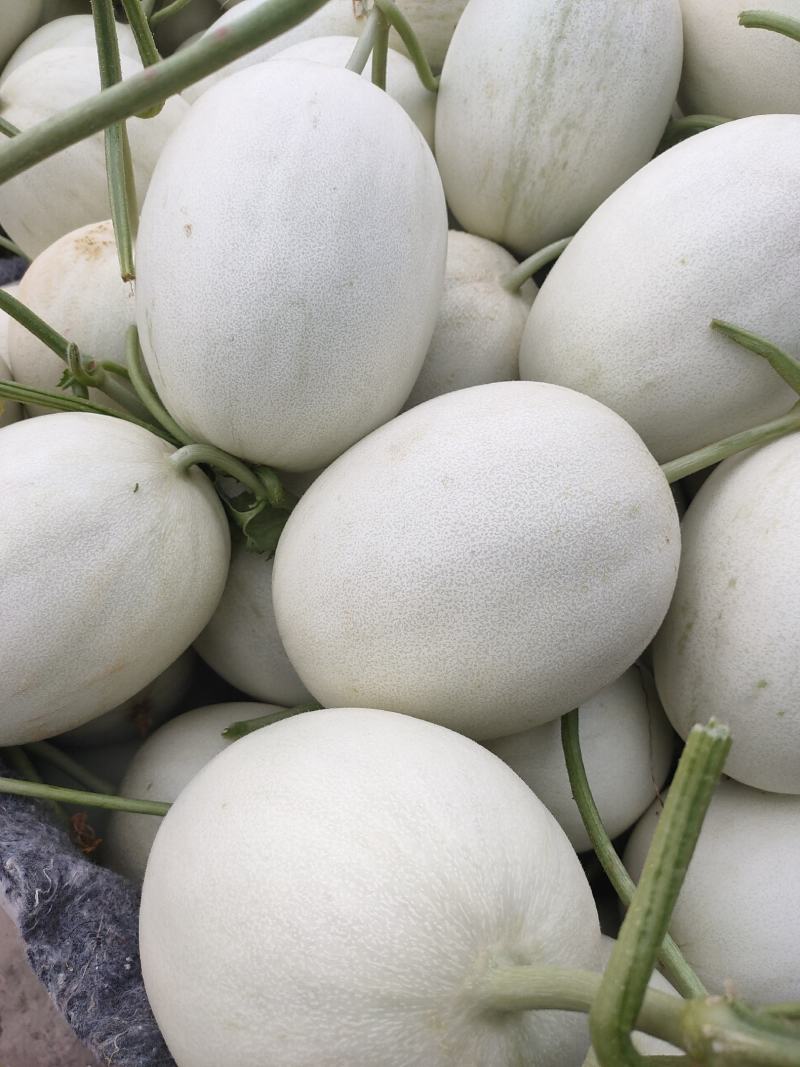 玉菇甜瓜，冰激凌甜瓜，滑县万亩甜瓜大量上市中