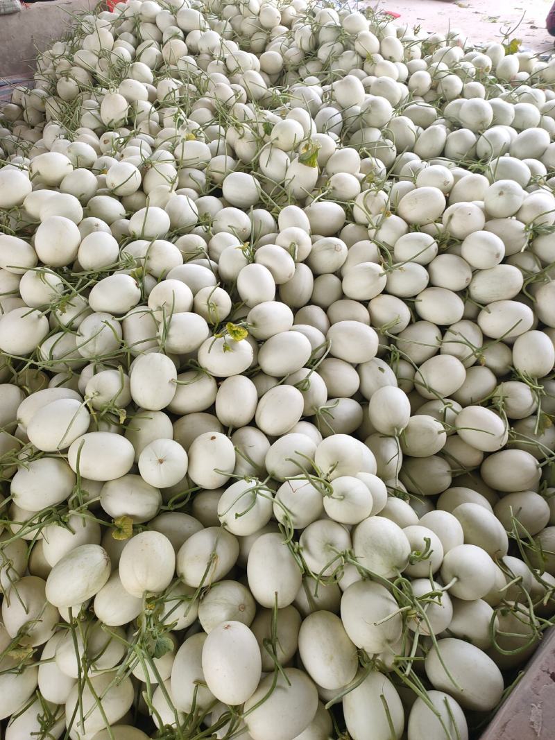玉菇甜瓜，冰激凌甜瓜，滑县万亩甜瓜大量上市中