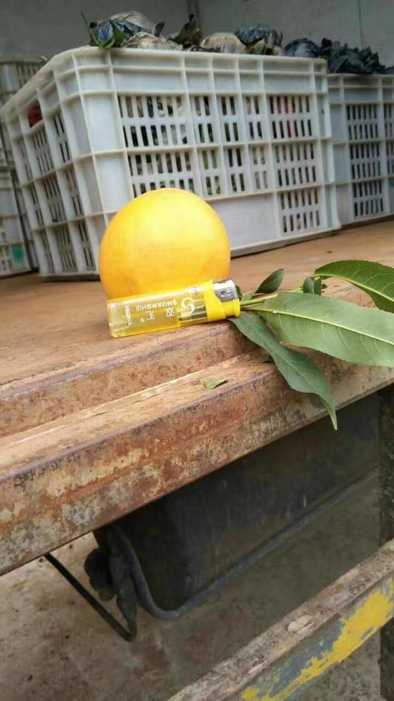 东北大棚黄金大油桃产地直发量大优惠欢迎咨询