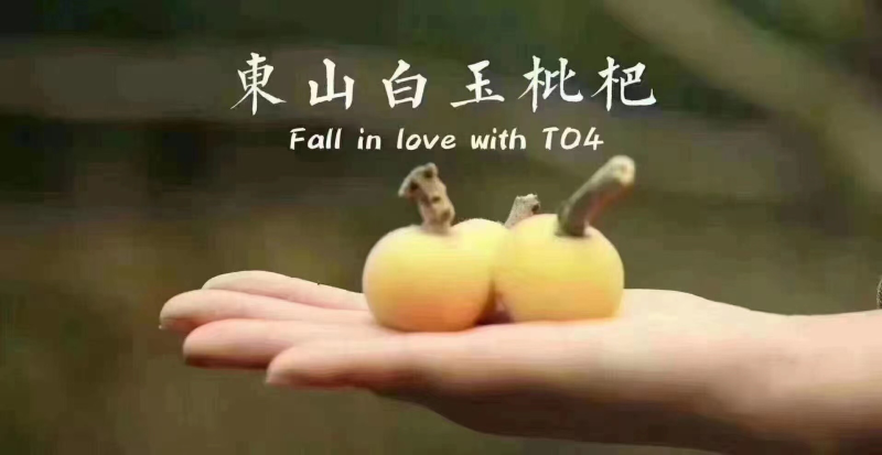 东山白玉枇杷