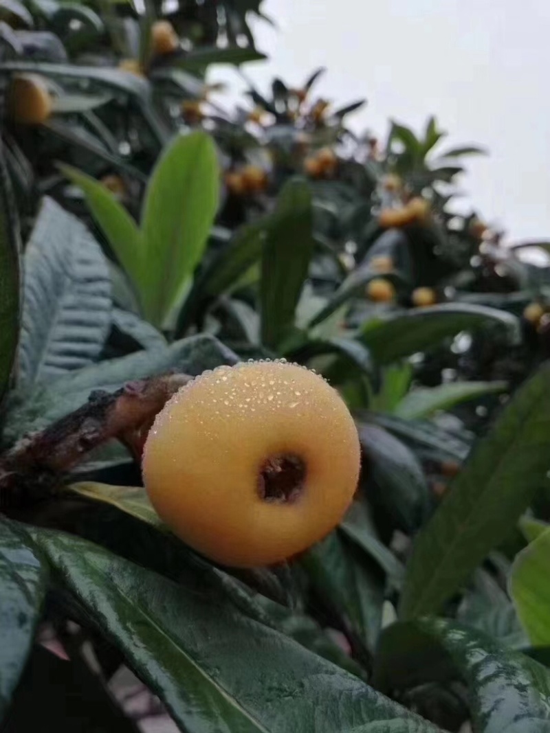 东山白玉枇杷