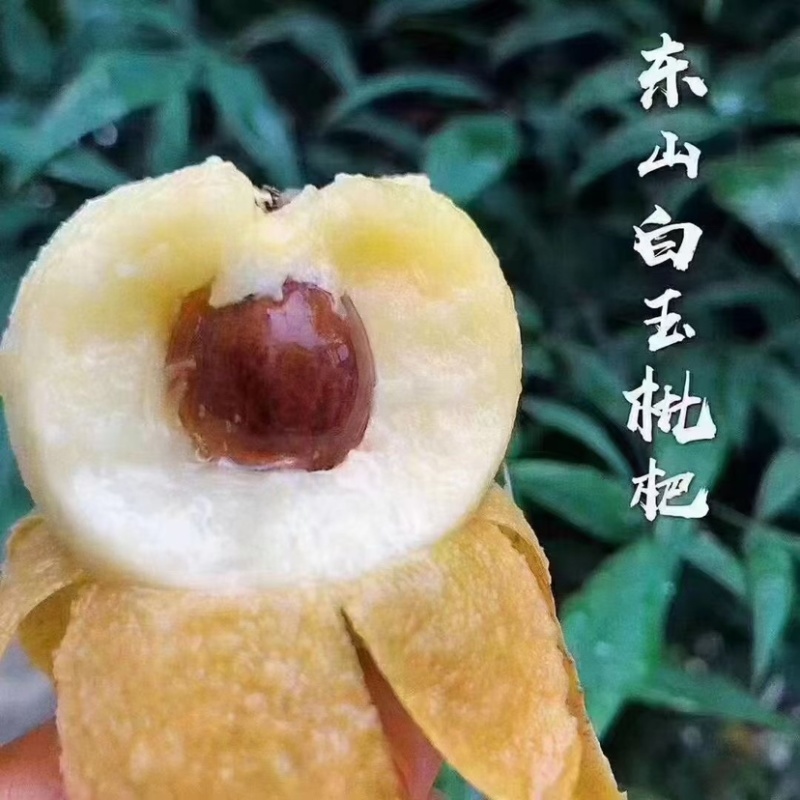 东山白玉枇杷