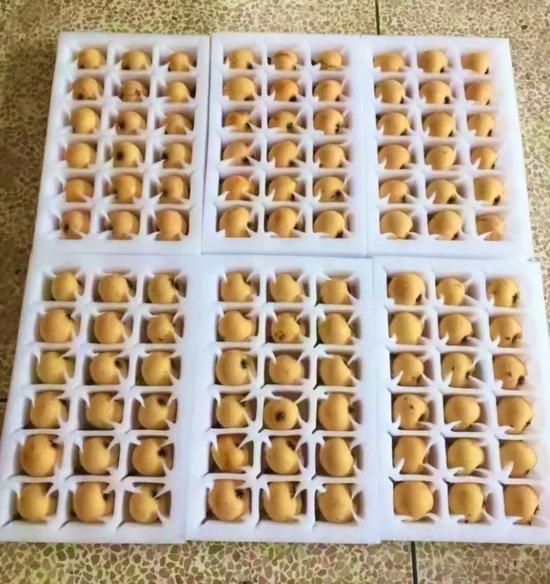 东山白玉枇杷