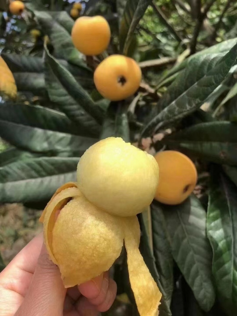 东山白玉枇杷
