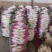 精品花叶罗卜产地直销可视频看货按需包装诚信经营对接全国