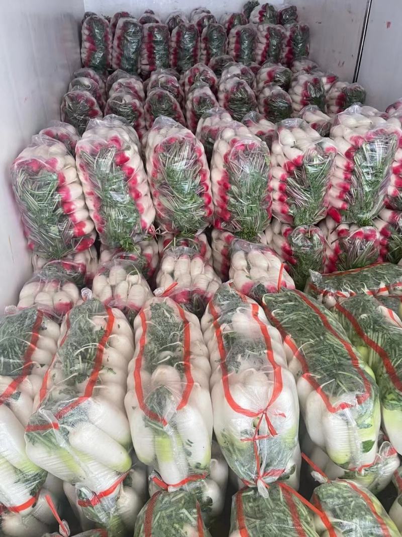 精品花叶罗卜产地直销可视频看货按需包装诚信经营对接全国