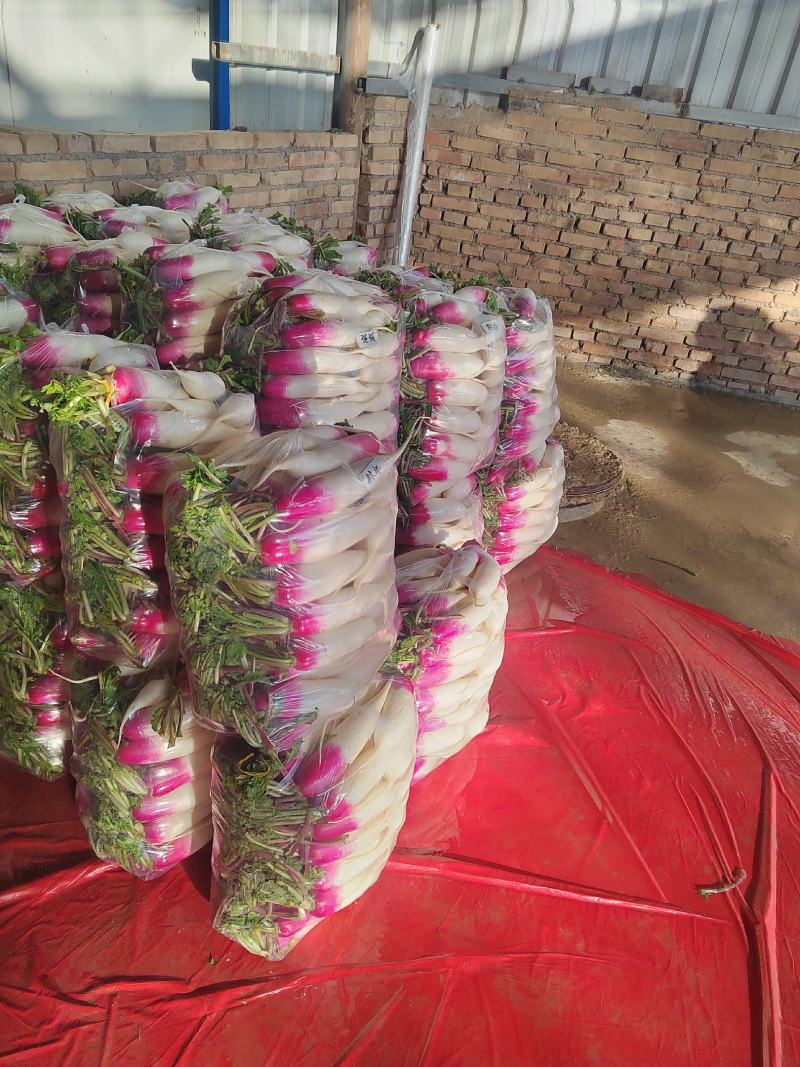 精品花叶罗卜产地直销可视频看货按需包装诚信经营对接全国