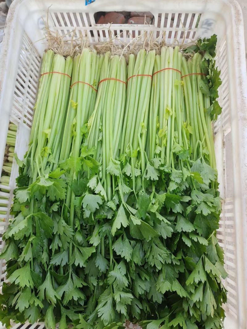 南通香芹基地直发，一手货源，无中间商赚差价