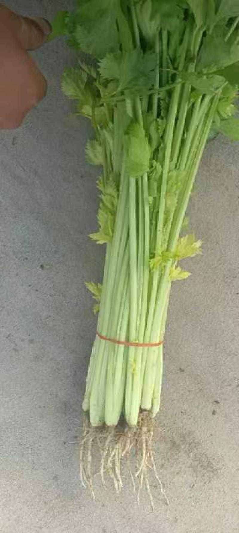 南通香芹基地直发，一手货源，无中间商赚差价