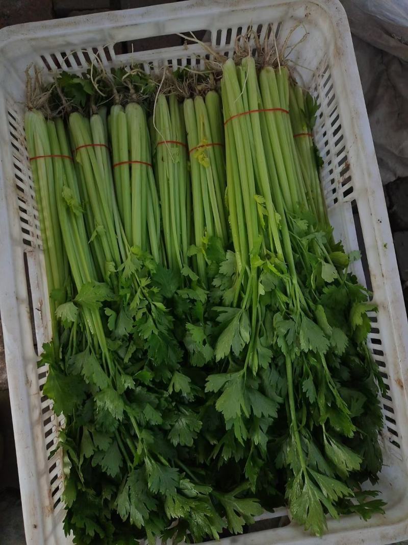 南通香芹基地直发，一手货源，无中间商赚差价