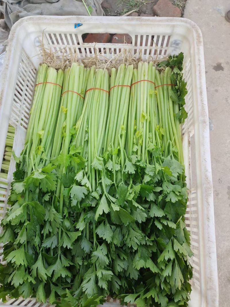 南通香芹基地直发，一手货源，无中间商赚差价