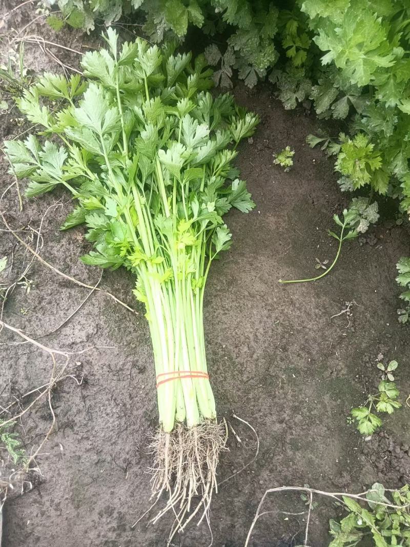 南通香芹基地直发，一手货源，无中间商赚差价