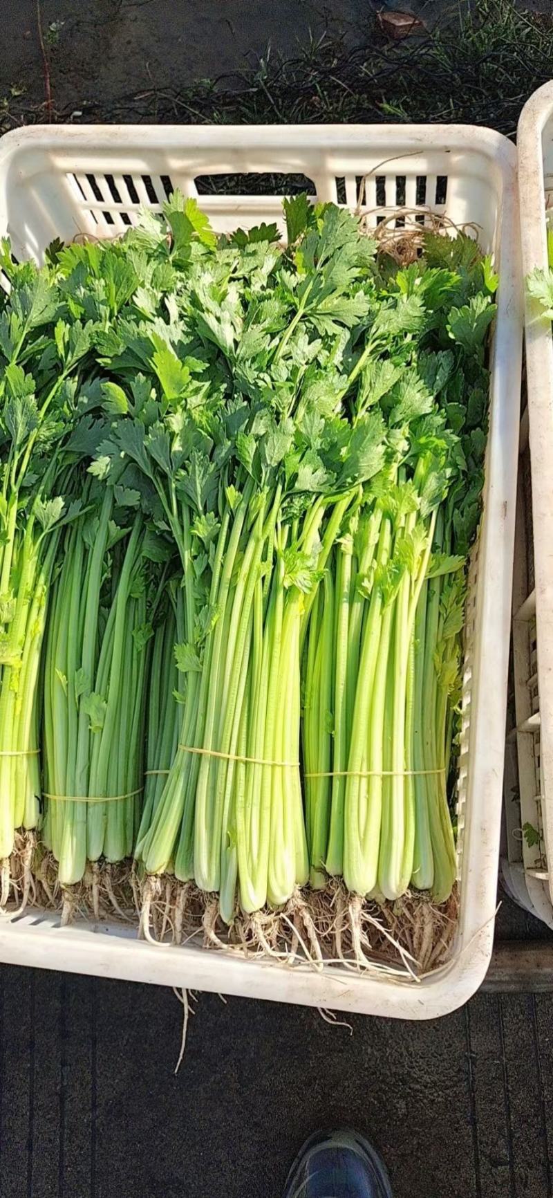 南通香芹基地直发，一手货源，无中间商赚差价