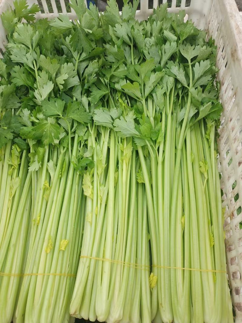 南通香芹基地直发，一手货源，无中间商赚差价