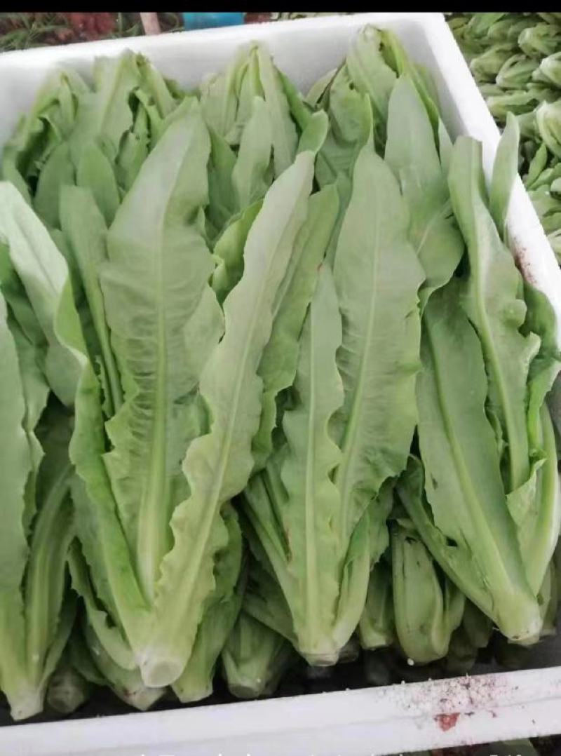 精品油麦菜万亩基地，保质保量，常年供应，一手货源