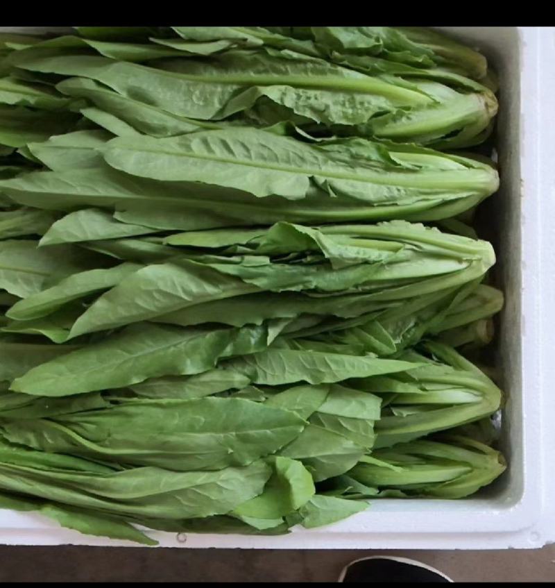 精品油麦菜万亩基地，保质保量，常年供应，一手货源