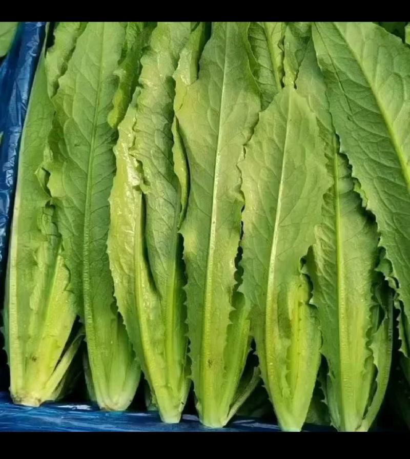 精品油麦菜万亩基地，保质保量，常年供应，一手货源